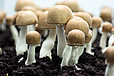 Kongress bestätigt Wirkung von Heilpilzen
